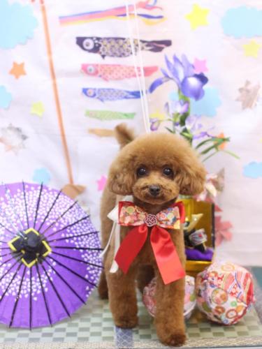 20240512モコちゃん